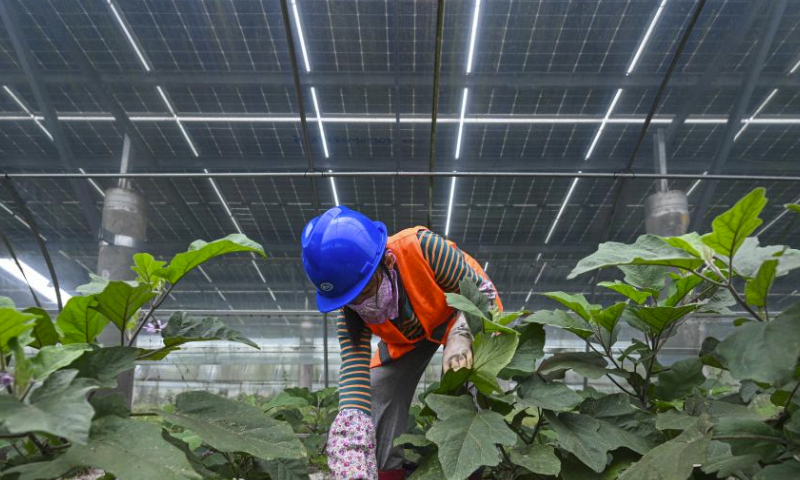 A villager works in a greenhouse at Wangtangnan Village of Wengtian Town in Wenchang City, south China's Hainan Province, March 15, 2024.

Wangtangnan village, once suffered with sandy saline-alkali farmland, has been exploring a new developing model in recent years, which combines agriculture with photovoltaic power station in an effort to advance rural revitalization.

A photovoltaic power station, covering an area of about 1,700 mu (about 113.3 hectares), has been built by Datang Hainan Energy Development Co., Ltd. on the wasteland.

Meanwhile, the village put in great efforts to reclaim the wasteland under the guidance of experts, making it possible to grow vegetables in greenhouses under photovoltaic panels, which increases the efficiency of land use as well as income for local villagers. (Xinhua/Pu Xiaoxu)