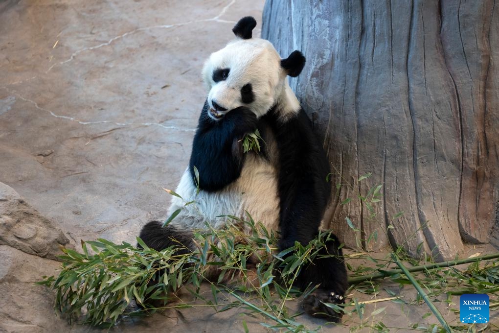 This photo taken on Jan. 8, 2024 shows a giant panda eating bamboo at the Ahtari Zoo in Ahtari, Finland. Driven by a passion for giant pandas, Finnish agronomists are learning how to cultivate bamboo in freezing temperatures not normally conducive to growing the primary food source for these iconic animals.(Photo: Xinhua)