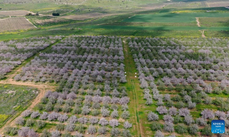 An aerial drone photo taken on March 6, 2024 shows an almond orchard near central Israeli city of Modiin.((Photo: Xinhua)