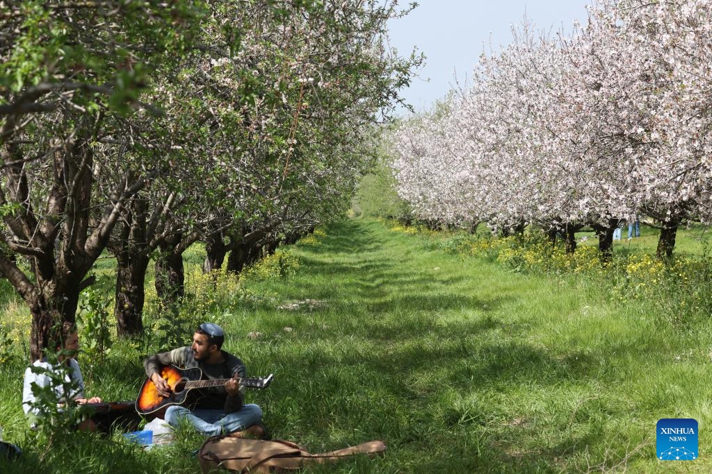 People visit an almond orchard near central Israeli city of Modiin on March 6, 2024.((Photo: Xinhua)