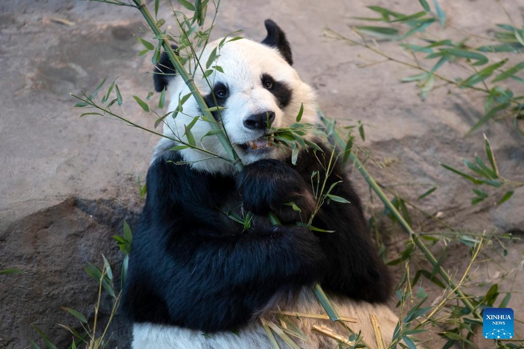 This photo taken on Jan. 8, 2024 shows a giant panda eating bamboo at the Ahtari Zoo in Ahtari, Finland. Driven by a passion for giant pandas, Finnish agronomists are learning how to cultivate bamboo in freezing temperatures not normally conducive to growing the primary food source for these iconic animals.(Photo: Xinhua)
