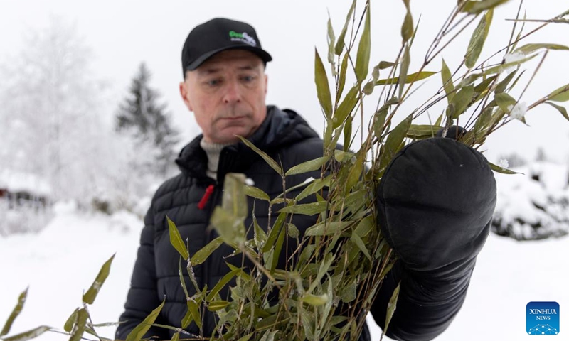 This photo taken on Jan. 8, 2024 shows agricultural advisor Jari Luokkakallio looking at bamboo in Ahtari, Finland. Driven by a passion for giant pandas, Finnish agronomists are learning how to cultivate bamboo in freezing temperatures not normally conducive to growing the primary food source for these iconic animals.(Photo: Xinhua)