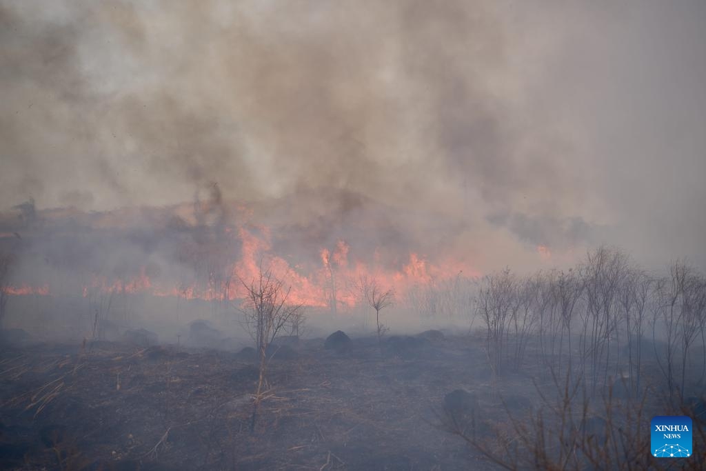 This photo taken on March 5, 2024 shows a wildfire in Primorye Territory of Russia. Wildfires that swept Russia's southern Primorye Territory over the weekend has expanded to 7,400 hectares, while a new fire breaking out in the Land of the Leopard National Park, local media reported on Tuesday. Over the past weekend, large-scale wildfires ignited in the Khasansky District of southern Primorye. As of Monday morning, the firefighters had increased to 300 persons.(Photo: Xinhua)
