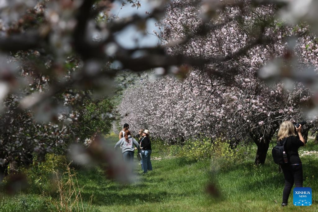 People visit an almond orchard near central Israeli city of Modiin on March 6, 2024.((Photo: Xinhua)