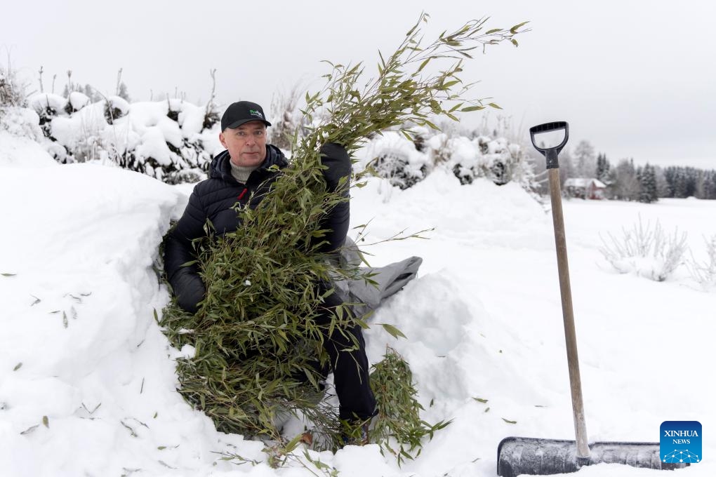 This photo taken on Jan. 8, 2024 shows agricultural advisor Jari Luokkakallio carrying bamboo in Ahtari, Finland. Driven by a passion for giant pandas, Finnish agronomists are learning how to cultivate bamboo in freezing temperatures not normally conducive to growing the primary food source for these iconic animals.(Photo: Xinhua)