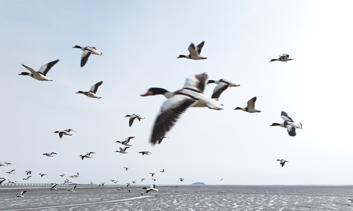 Tens of thousands of common shelduck and pied avocet fly over the coastal wetlands in Ganyu district in Lianyungang city, East China's Jiangsu Province, on March 6, 2024. In recent years, the city's wetland ecological restoration and protection have achieved remarkable results, attracting a large number of birds. Photo: IC