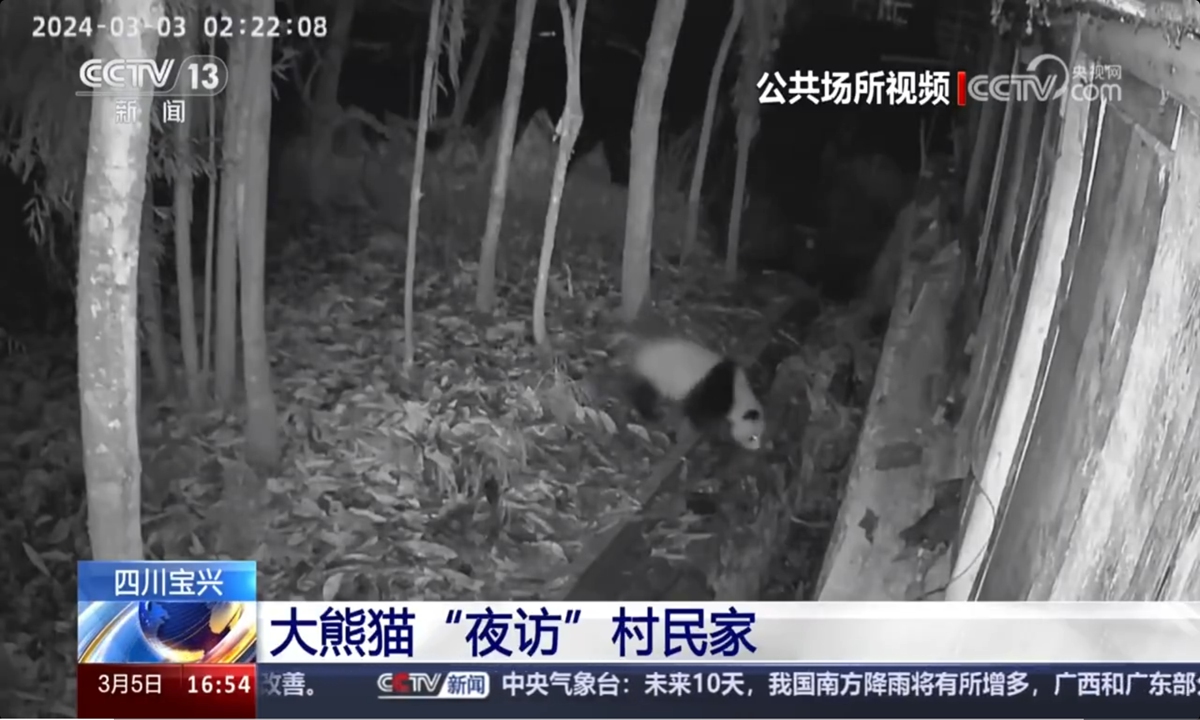 Wild giant panda feasts at villager's home from 2 am to 5 am in Sichuan Photo: Screenshot from CCTV News