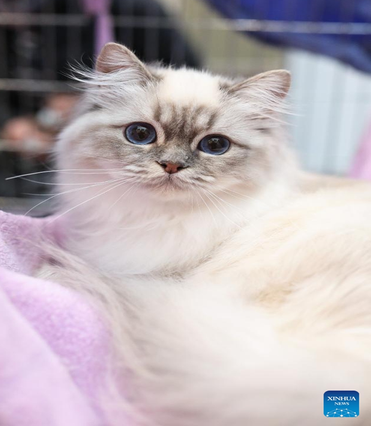 A cat is seen during an exhibition of purebred cats held in Zagreb, Croatia, on March 9, 2024. (Emica Elvedji/PIXSELL via Xinhua)