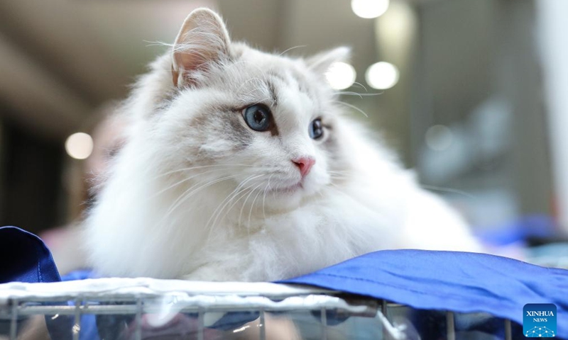 A cat is seen during an exhibition of purebred cats held in Zagreb, Croatia, on March 9, 2024. (Emica Elvedji/PIXSELL via Xinhua)
