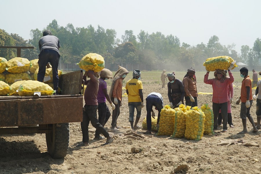 Farmers harvested potatoes in a field in Bogura, Bangladesh on March 10, 2024.(Photo: Xinhua)