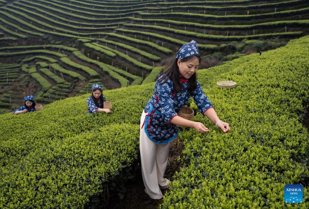 Tourists pick tea leaves at a tea-themed park in Meiling Village of Naxi District, Luzhou City, southwest China's Sichuan Province, March 10, 2024. In recent years, Naxi District has vigorously developed early spring tea planting and promoted the development of tea tourism. With its tea planting area totaling 315,000 mu (21,000 hectares), Naxi District can produce 23,000 tonnes of tea leaves every year, benefiting more than 5,600 households and cultivating over 100 tea processing enterprises.(Photo: Xinhua)