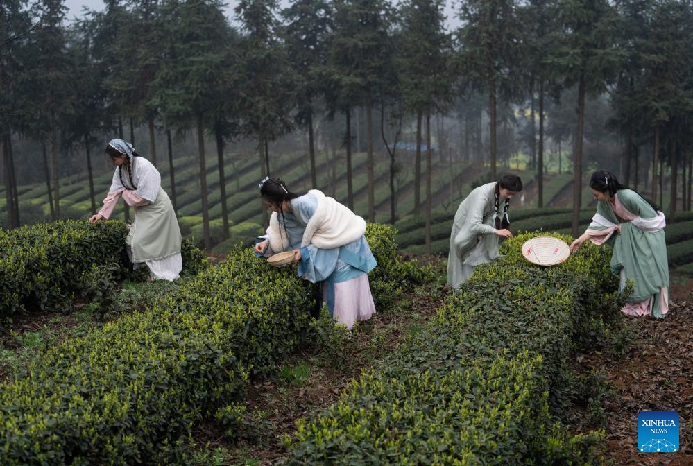 Tourists wearing traditional attire, known as Hanfu, pick tea leaves at Meiling Village of Naxi District, Luzhou City, southwest China's Sichuan Province, March 10, 2024. In recent years, Naxi District has vigorously developed early spring tea planting and promoted the development of tea tourism. With its tea planting area totaling 315,000 mu (21,000 hectares), Naxi District can produce 23,000 tonnes of tea leaves every year, benefiting more than 5,600 households and cultivating over 100 tea processing enterprises.(Photo: Xinhua)