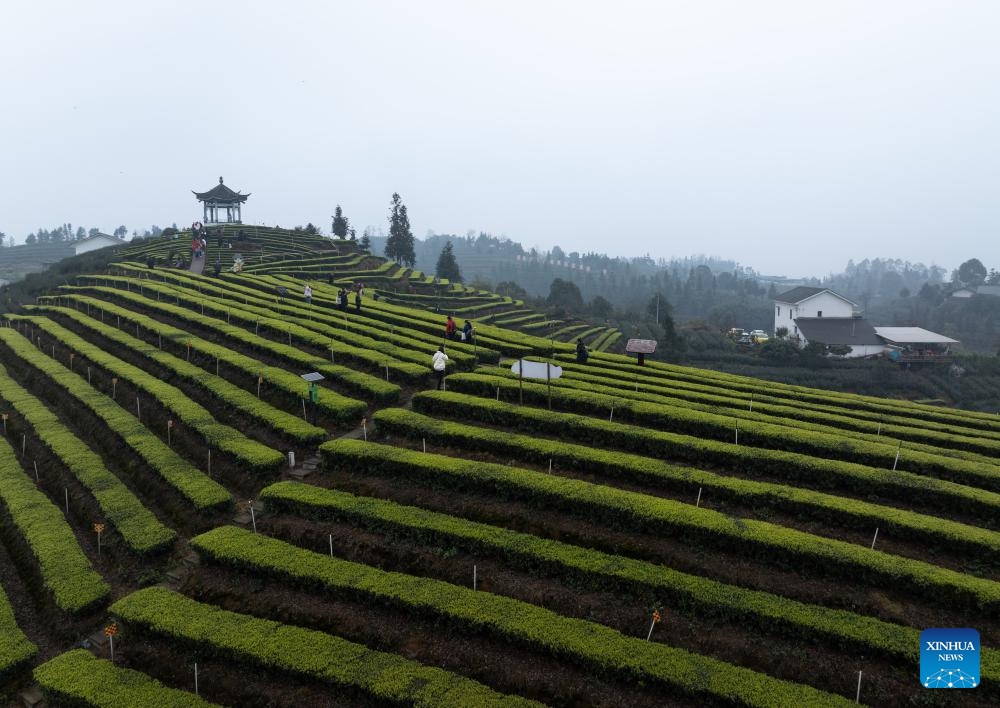 An aerial drone photo taken on March 10, 2024 shows tourists visiting a tea-themed park at Meiling Village of Naxi District, Luzhou City, southwest China's Sichuan Province. In recent years, Naxi District has vigorously developed early spring tea planting and promoted the development of tea tourism. With its tea planting area totaling 315,000 mu (21,000 hectares), Naxi District can produce 23,000 tonnes of tea leaves every year, benefiting more than 5,600 households and cultivating over 100 tea processing enterprises.(Photo: Xinhua)