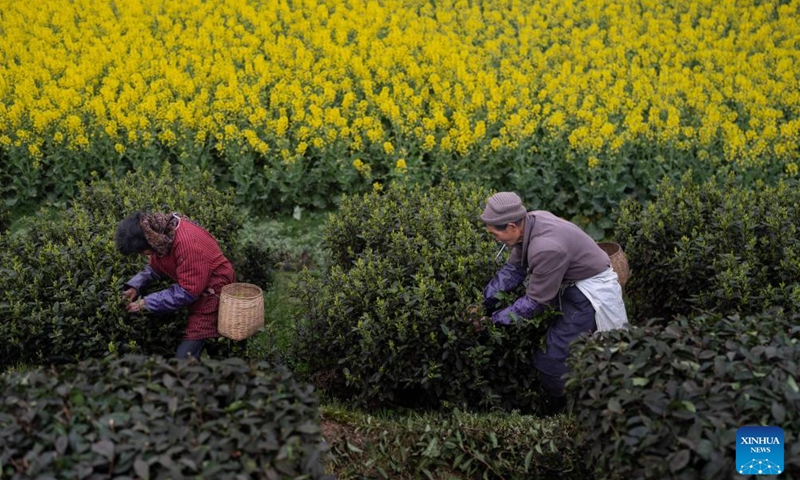 Villagers pick fresh tea leaves at Meiling Village of Naxi District, Luzhou City, southwest China's Sichuan Province, March 10, 2024. In recent years, Naxi District has vigorously developed early spring tea planting and promoted the development of tea tourism. With its tea planting area totaling 315,000 mu (21,000 hectares), Naxi District can produce 23,000 tonnes of tea leaves every year, benefiting more than 5,600 households and cultivating over 100 tea processing enterprises.(Photo: Xinhua)