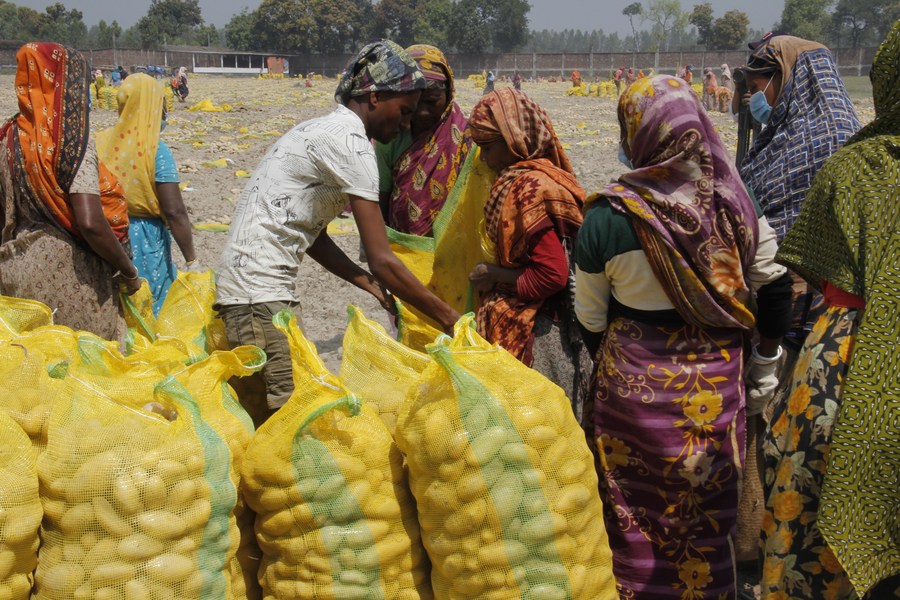 Farmers carry sacks of potatoes in a field in Bogura, Bangladesh on March 10, 2024.(Photo: Xinhua)