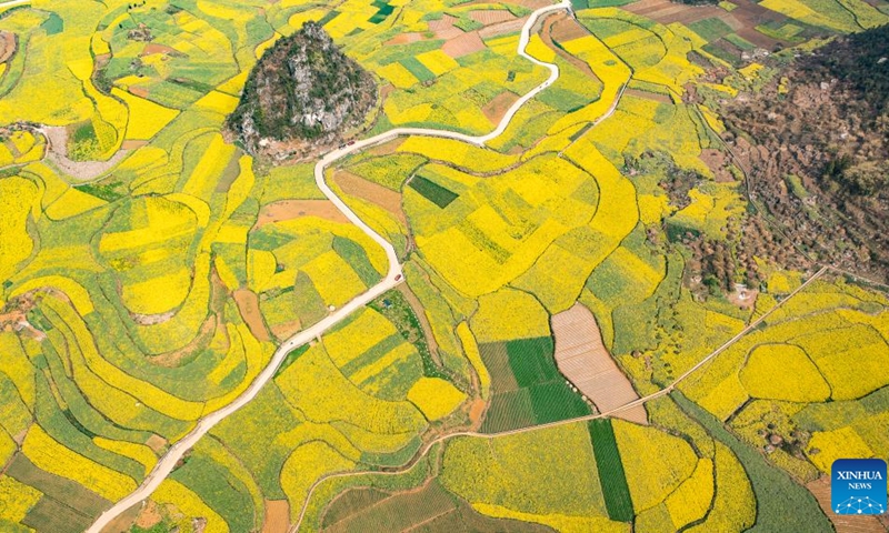 This aerial drone photo taken on March 12, 2024 shows cole flower fields in Dibo Village of Liuzhi Special District in Liupanshui, southwest China's Guizhou Province.(Photo: Xinhua)