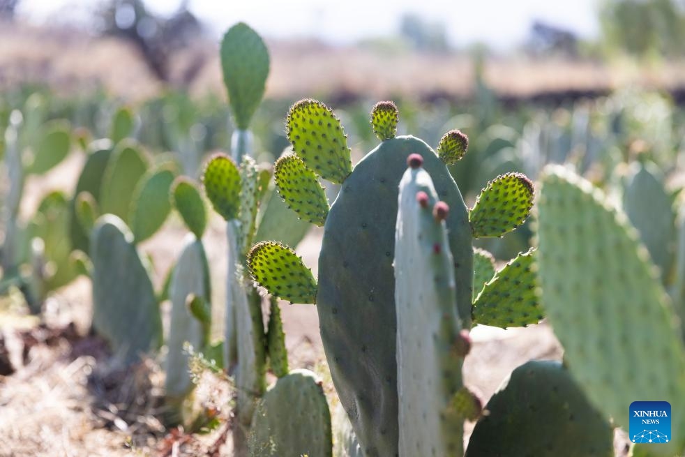This photo taken on March 11, 2024 shows cactus flowers in Tetelco, Mexico City, Mexico.(Photo: Xinhua)