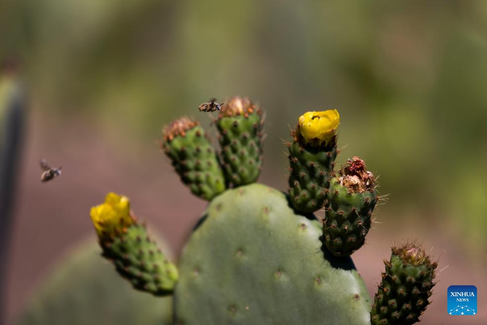This photo taken on March 11, 2024 shows cactus flowers in Tetelco, Mexico City, Mexico.(Photo: Xinhua)