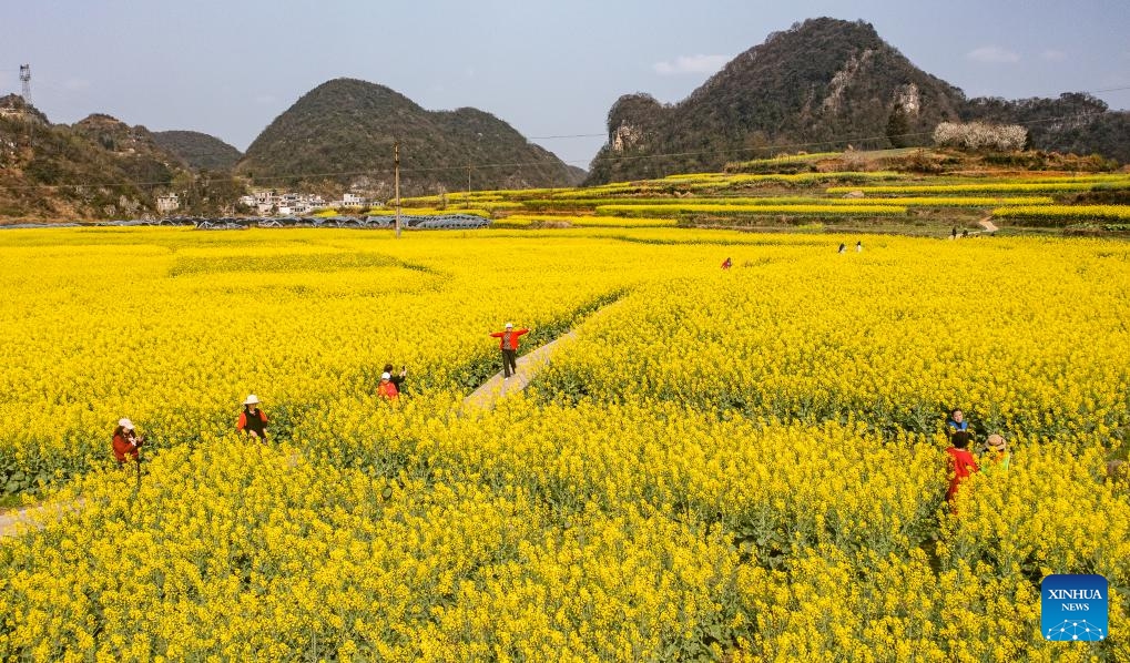 A drone photo shows tourists visiting cole flower fields in Wayao Village of Liuzhi Special District in Liupanshui, southwest China's Guizhou Province, March 12, 2024.(Photo: Xinhua)