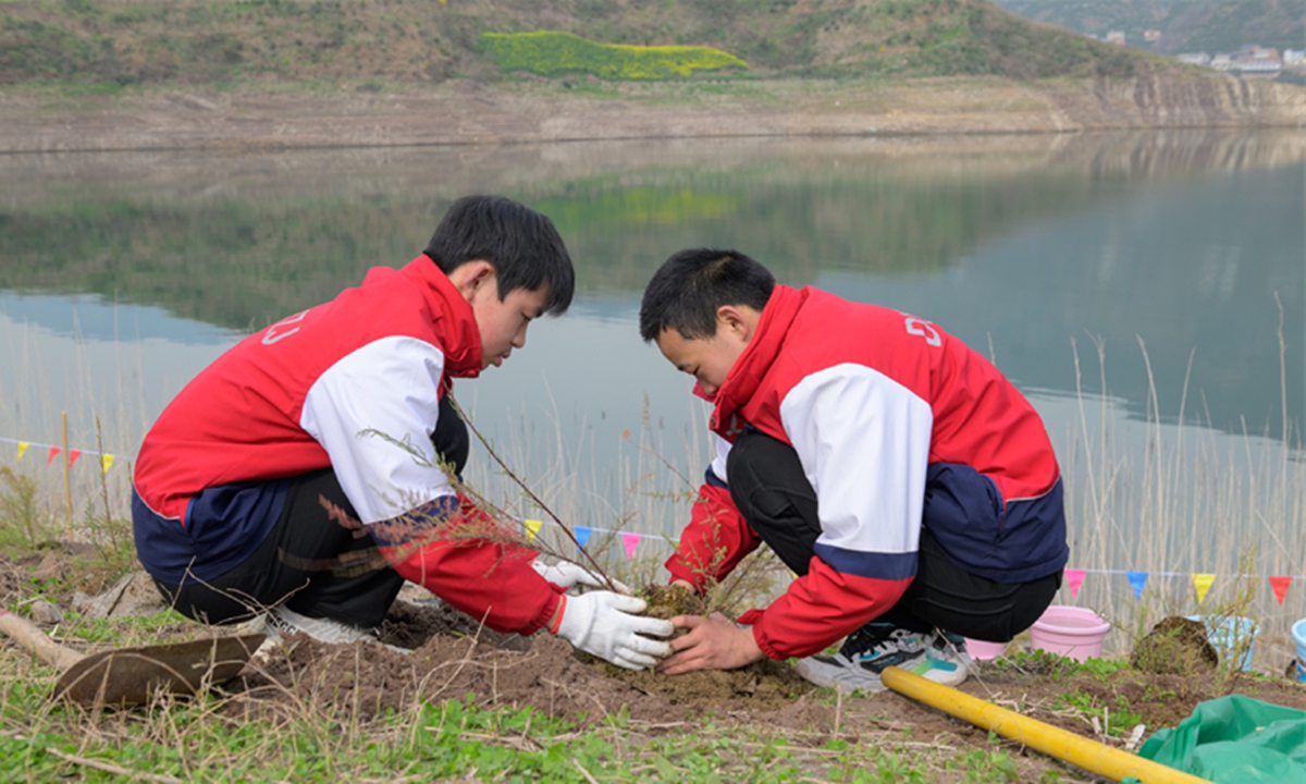Students plant Myricaria laxiflora in Guojiaba Township of Zigui county in Yichang, Central China's Hubei Province, on March 12, 2024. Photo: Xinhua