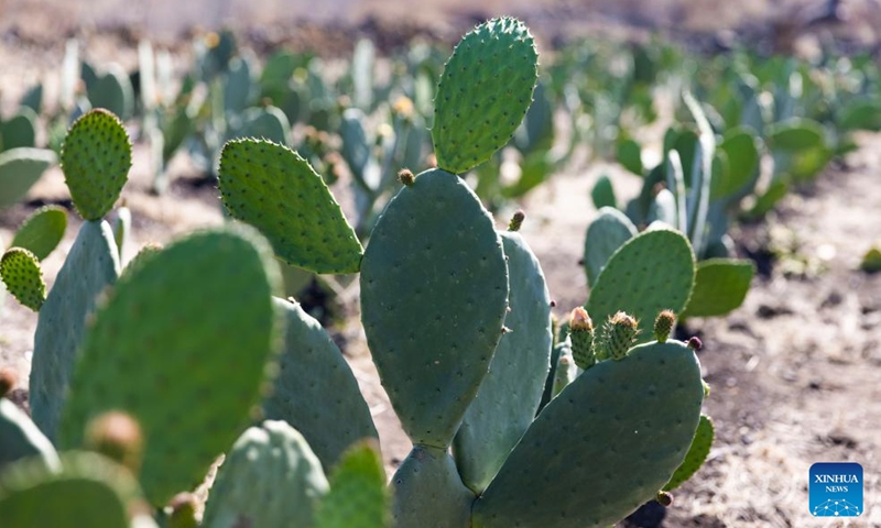 This photo taken on March 11, 2024 shows cactus flowers in Tetelco, Mexico City, Mexico.(Photo: Xinhua)