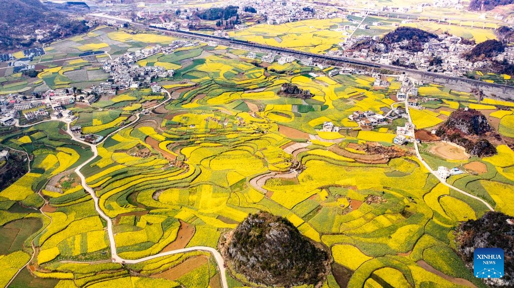 This aerial drone photo taken on March 12, 2024 shows cole flower fields in Dibo Village of Liuzhi Special District in Liupanshui, southwest China's Guizhou Province.(Photo: Xinhua)