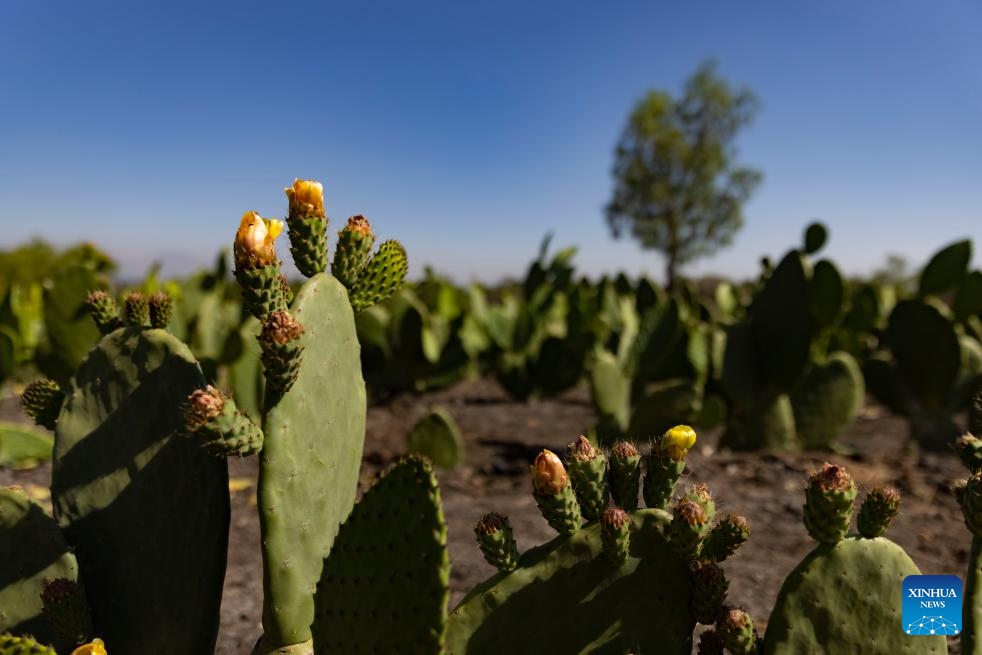 This photo taken on March 11, 2024 shows cactus flowers in Tetelco, Mexico City, Mexico.(Photo: Xinhua)