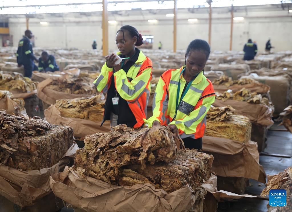 Zimbabwe's 2024 tobacco marketing season opens