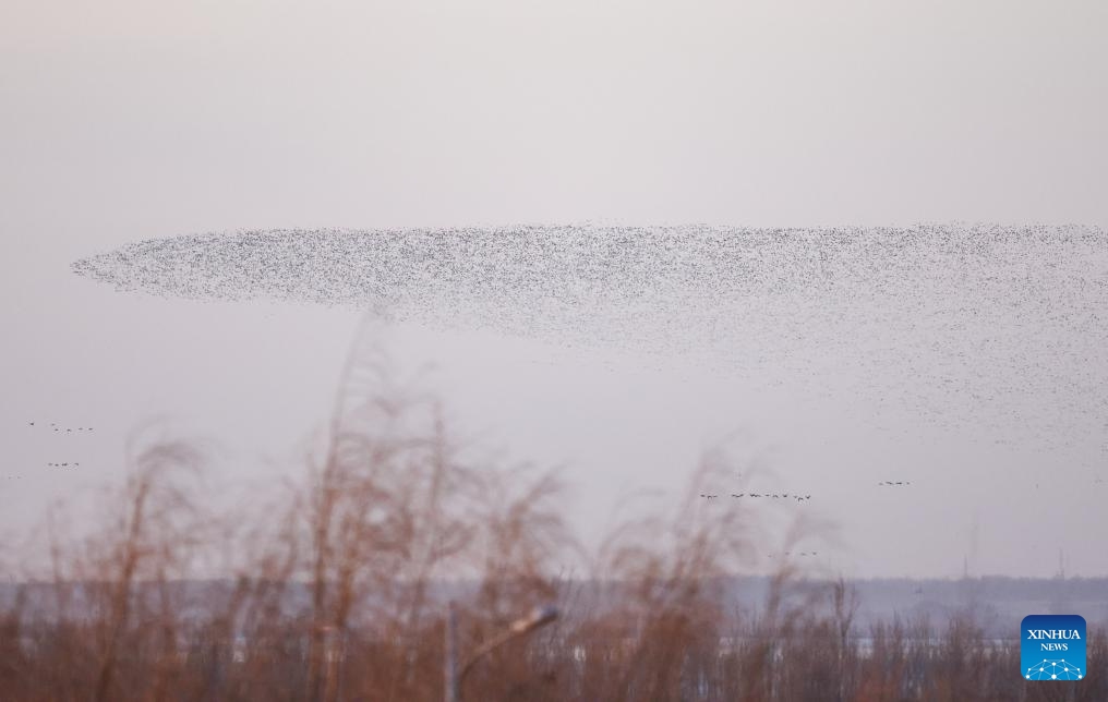 This photo taken on March 12, 2024 shows migratory birds at the Wolong Lake wetland in Kangping County of Shenyang, capital of northeast China's Liaoning Province.(Photo: Xinhua)