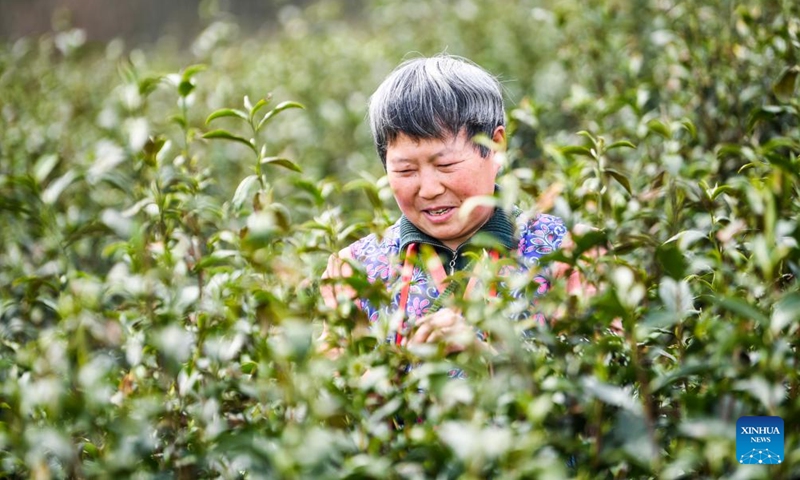A farmer picks tea leaves in Zhangmu Village of Wuma Town, Fengjie County, southwest China's Chongqing Municipality, March 12, 2024. More than 12,000 mu (about 800 hectares) of tea gardens in Fengjie County have entered the spring harvest season. In recent years, local authorities have advanced the construction of tea-planting bases, enhanced technical supports and increased research into tea varieties.(Photo: Xinhua)