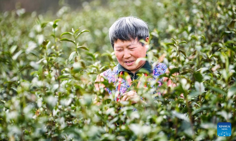 A farmer picks tea leaves in Zhangmu Village of Wuma Town, Fengjie County, southwest China's Chongqing Municipality, March 12, 2024. More than 12,000 mu (about 800 hectares) of tea gardens in Fengjie County have entered the spring harvest season. In recent years, local authorities have advanced the construction of tea-planting bases, enhanced technical supports and increased research into tea varieties.(Photo: Xinhua)