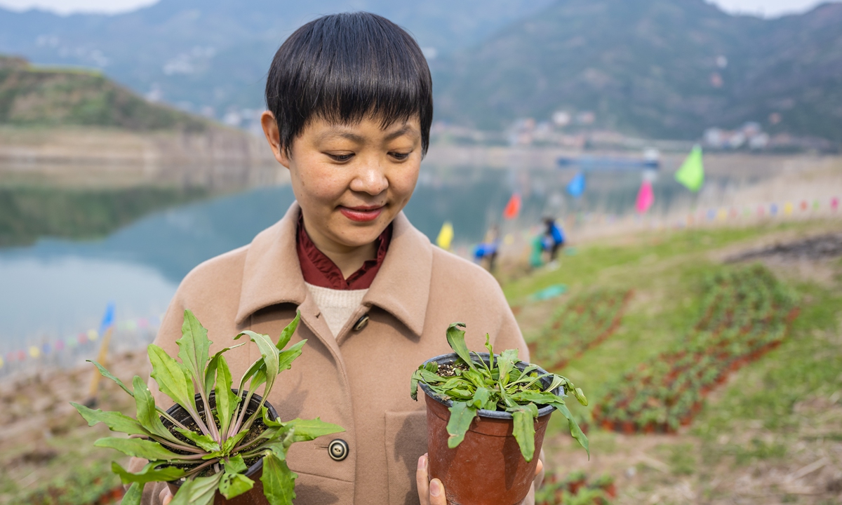 Um voluntário examina duas plantas raras antes de serem plantadas na Área do Reservatório das Três Gargantas no município de Zigui, Yichang, Província de Hubei, centro da China, em 12 de março de 2024. Foto: VCG