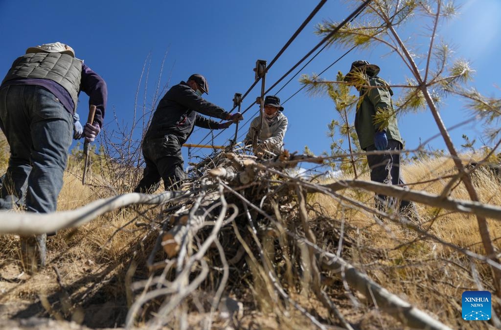Villagers of the Donggar community transfer saplings by cableway in Lhasa, southwest China's Xizang Autonomous Region, March 12, 2024.(Photo: Xinhua)