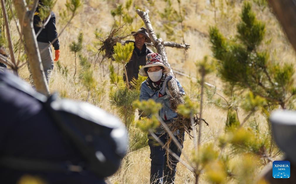 Villagers of the Donggar community transfer saplings in Lhasa, southwest China's Xizang Autonomous Region, March 12, 2024.(Photo: Xinhua)