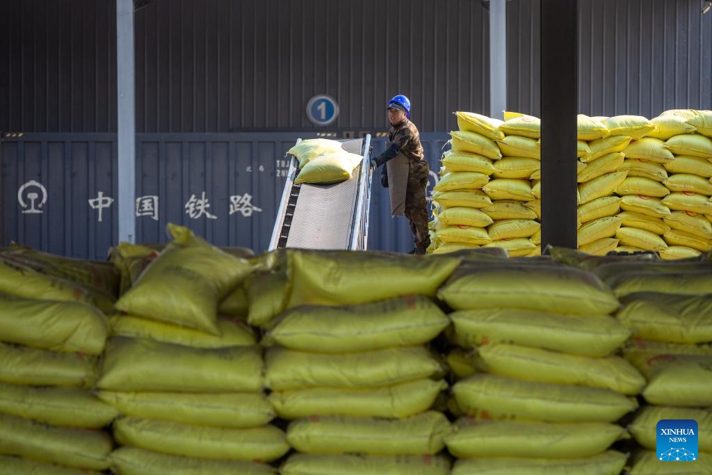 A worker transports chemical fertilizer at the freight yard of Zhaodong Station, Daqing depot of China Railway Harbin Bureau Group Co., Ltd., northeast China's Heilongjiang Province, March 13, 2024. As spring farming activities is about to start in Heilongjiang, a major grain producing province, China Railway Harbin Bureau Group Co., Ltd. has established a regular contact mechanism involving local fertilizer dealers, with more than 500,000 tonnes of fertilizer transported since the beginning of 2024.(Photo: Xinhua)