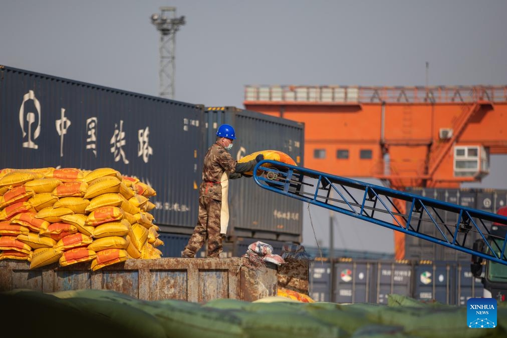 A worker carries chemical fertilizer at the freight yard of Zhaodong Station, Daqing depot of China Railway Harbin Bureau Group Co., Ltd., northeast China's Heilongjiang Province, March 13, 2024. As spring farming activities is about to start in Heilongjiang, a major grain producing province, China Railway Harbin Bureau Group Co., Ltd. has established a regular contact mechanism involving local fertilizer dealers, with more than 500,000 tonnes of fertilizer transported since the beginning of 2024.(Photo: Xinhua)