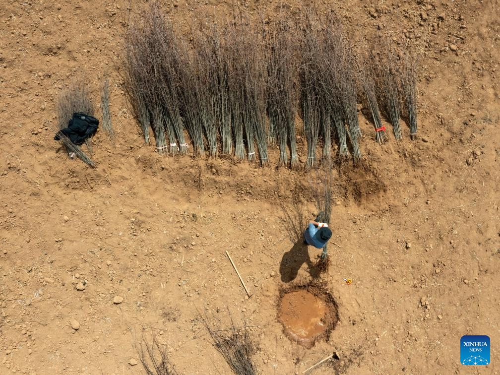 An aerial drone photo taken on March 10, 2024 shows a villager bundling up Cut-leaf Crabapple saplings in Daofu County, southwest China's Sichuan Province. Growing in China's western Sichuan, southeastern Gansu and southeastern Xizang and other plateau areas, the Cut-leaf Crabapple is a cash crop whose leaves and fruits can be respectively made into herbal tea and beverage.(Photo: Xinhua)
