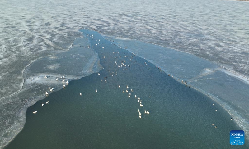 An aerial drone photo taken on March 13, 2024 shows migratory birds at the Wolong Lake wetland in Kangping County of Shenyang, capital of northeast China's Liaoning Province.(Photo: Xinhua)