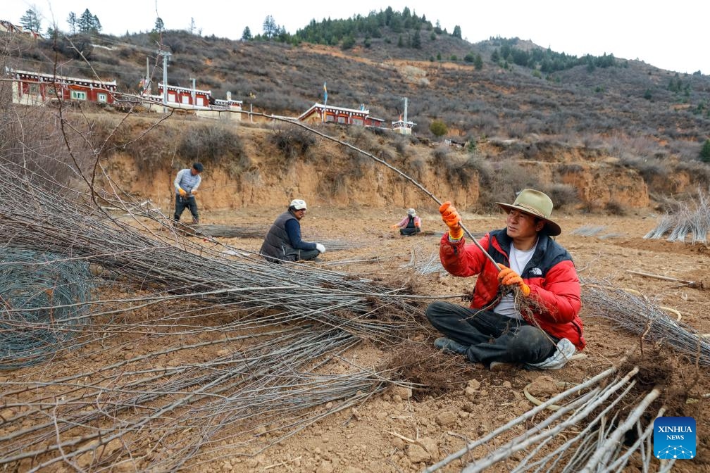 Villagers select Cut-leaf Crabapple saplings in Daofu County, southwest China's Sichuan Province, March 10, 2024. Growing in China's western Sichuan, southeastern Gansu and southeastern Xizang and other plateau areas, the Cut-leaf Crabapple is a cash crop whose leaves and fruits can be respectively made into herbal tea and beverage.(Photo: Xinhua)