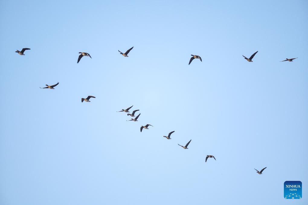 This photo taken on March 13, 2024 shows migratory birds at the Wolong Lake wetland in Kangping County of Shenyang, capital of northeast China's Liaoning Province.(Photo: Xinhua)