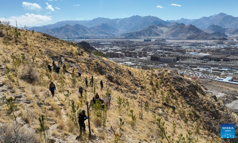 An aerial drone photo taken on March 12, 2024 shows villagers of the Donggar community planting saplings in Lhasa, southwest China's Xizang Autonomous Region. In Doilungdeqen District of Lhasa, more than 90 villagers of the Donggar community gathered on Xiga Mountain Tuesday to earth up saplings. They planned to plant about 2,000 saplings on this day.(Photo: Xinhua)