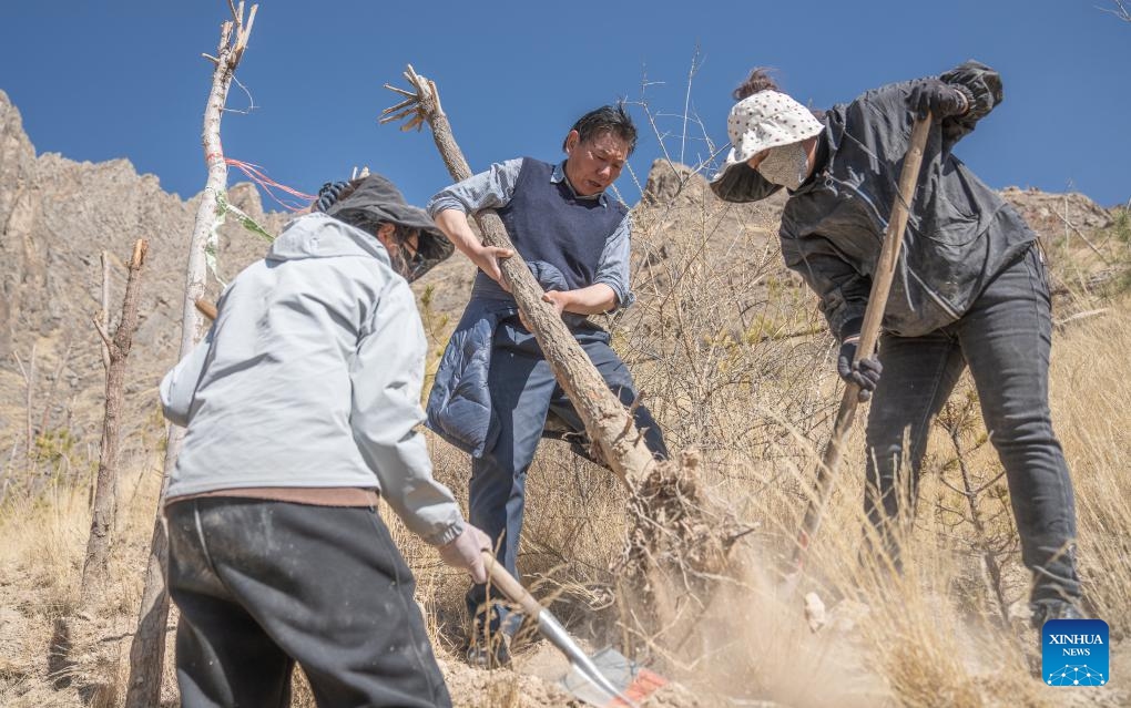 Rigzin (C) and villagers of the Donggar community plant saplings in Lhasa, southwest China's Xizang Autonomous Region, March 12, 2024.(Photo: Xinhua)