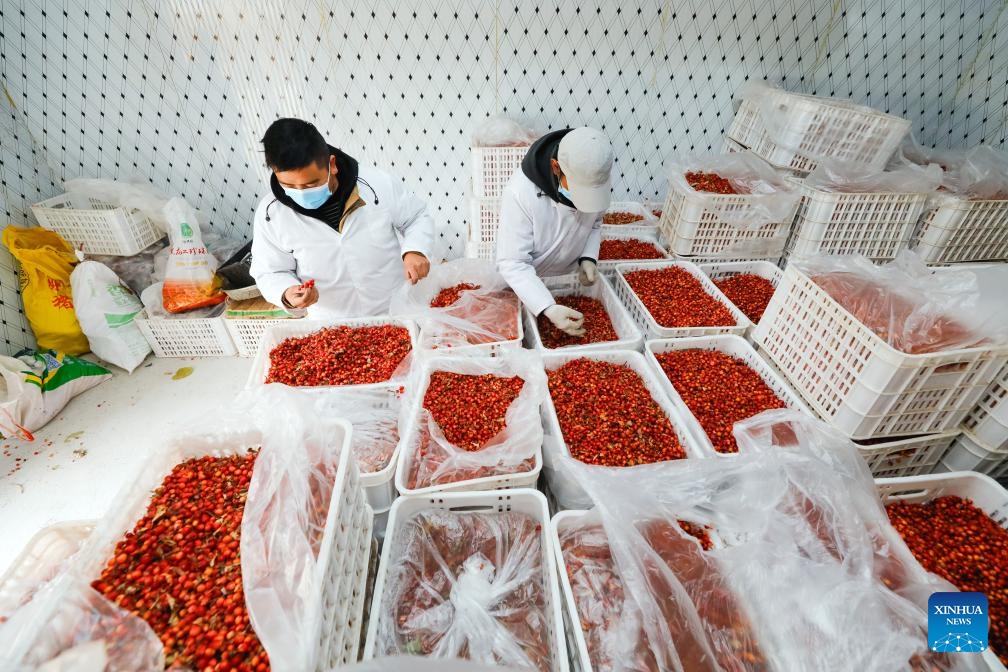 Workers select Cut-leaf Crabapple fruits at a cold storage warehouse of a food company in Daofu County, southwest China's Sichuan Province, March 10, 2024. Growing in China's western Sichuan, southeastern Gansu and southeastern Xizang and other plateau areas, the Cut-leaf Crabapple is a cash crop whose leaves and fruits can be respectively made into herbal tea and beverage.(Photo: Xinhua)
