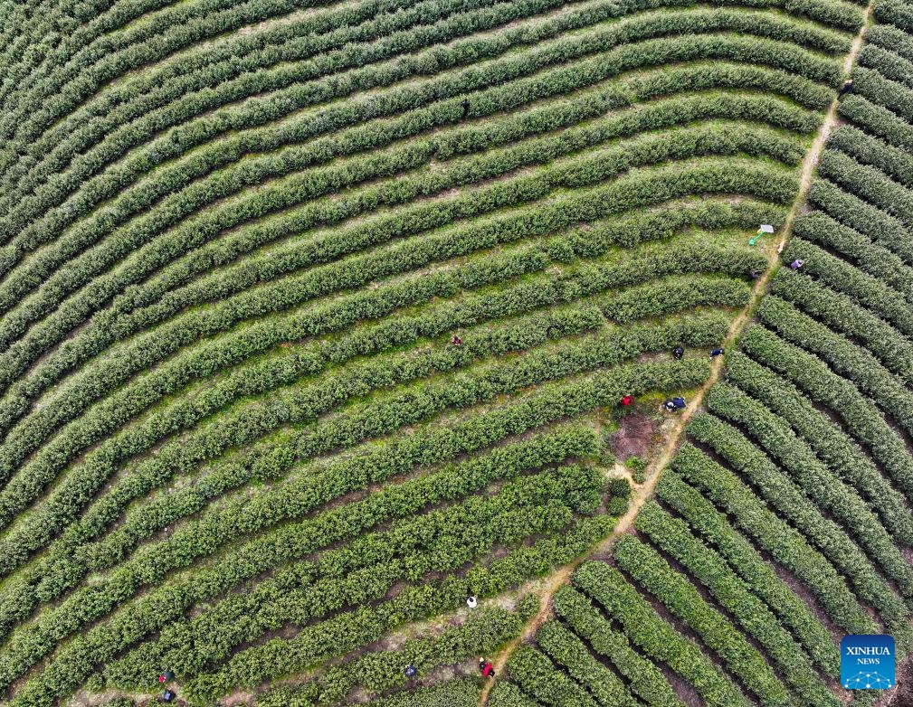 An aerial drone photo taken on March 12, 2024 shows farmers picking tea leaves in Zhangmu Village of Wuma Town, Fengjie County, southwest China's Chongqing Municipality. More than 12,000 mu (about 800 hectares) of tea gardens in Fengjie County have entered the spring harvest season. In recent years, local authorities have advanced the construction of tea-planting bases, enhanced technical supports and increased research into tea varieties.(Photo: Xinhua)
