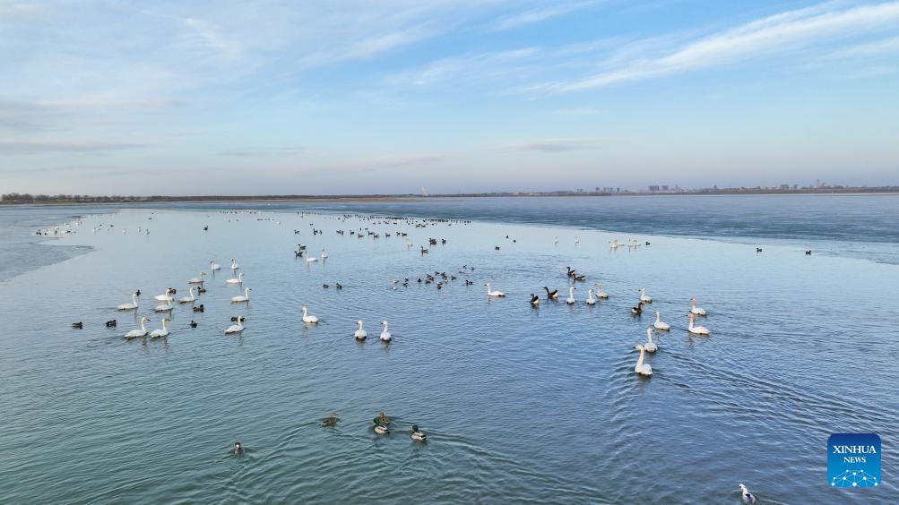 An aerial drone photo taken on March 13, 2024 shows migratory birds at the Wolong Lake wetland in Kangping County of Shenyang, capital of northeast China's Liaoning Province.(Photo: Xinhua)