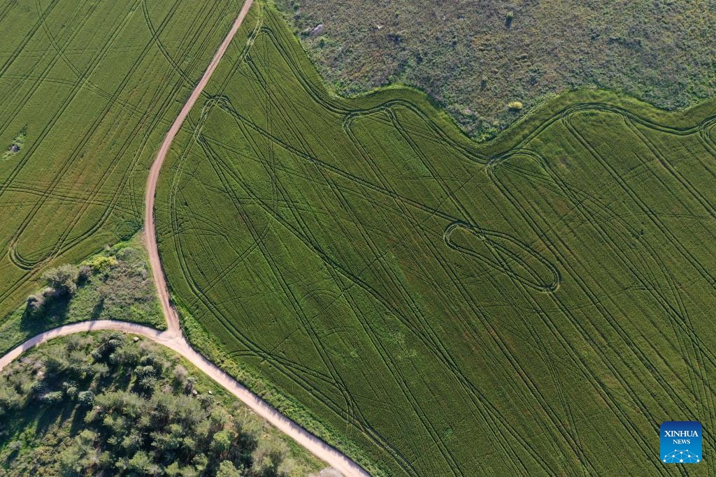An aerial drone photo taken on March 13, 2024 shows a view of Ben Shemen Forest near central Israeli city of Modiin.(Photo: Xinhua)