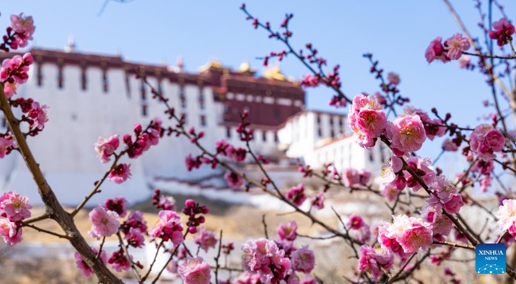 This photo taken on March 14, 2024 shows the spring scenery in Lhasa, southwest China's Xizang Autonomous Region.(Photo: Xinhua)