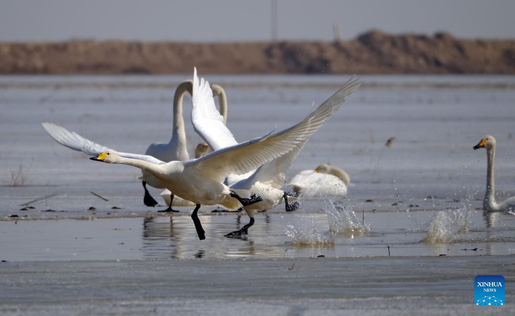 Swans are seen at a Yellow River shoal at the foot of Yinshan Mountain in north China's Inner Mongolia Autonomous Region, March 13, 2024.(Photo: Xinhua)