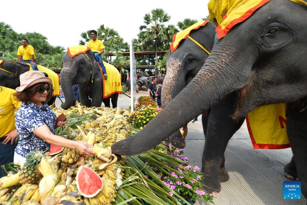 A tourist feeds an elephant during an elephant buffet marking the Thai National Elephant Day at Nong Nooch Tropical Garden in Pattaya, Thailand, March 13, 2024.(Photo: Xinhua)