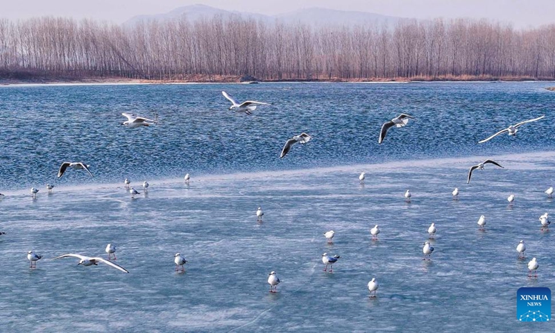 A drone photo taken on March 14, 2024 shows birds at the Shahe River in Zunhua City, north China's Hebei Province.(Photo: Xinhua)